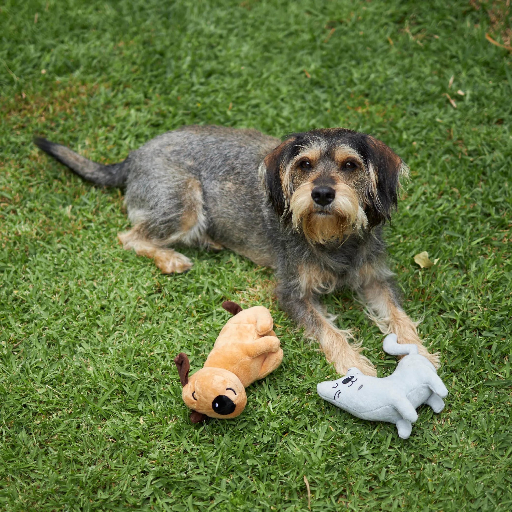 Plush Barney the Dog